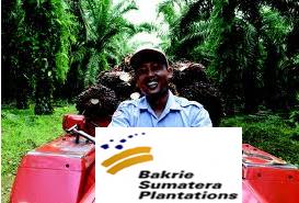  Akhirnya, Bakrie Sumatera Plantations Raup Untung